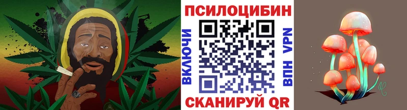 Псилоцибиновые грибы Cubensis Билибино